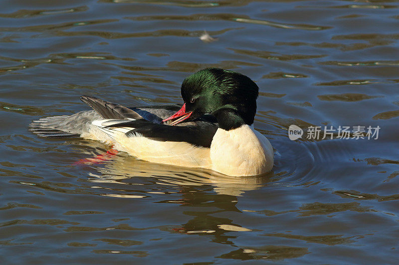 公沙鼠(Mergus merganser)